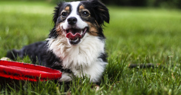 Pet Supplies on Amazon